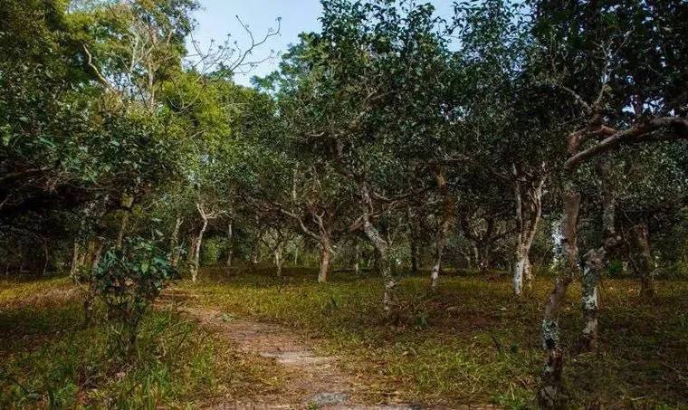 2022年桃子寨古樹春茶價(jià)格？