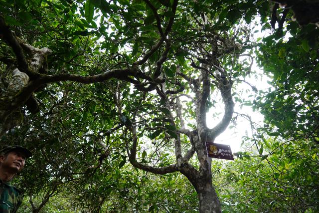 2022年桃子寨古樹春茶多少錢一公斤？