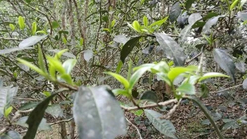 2022年蠻磚瓦龍古樹春茶口感！