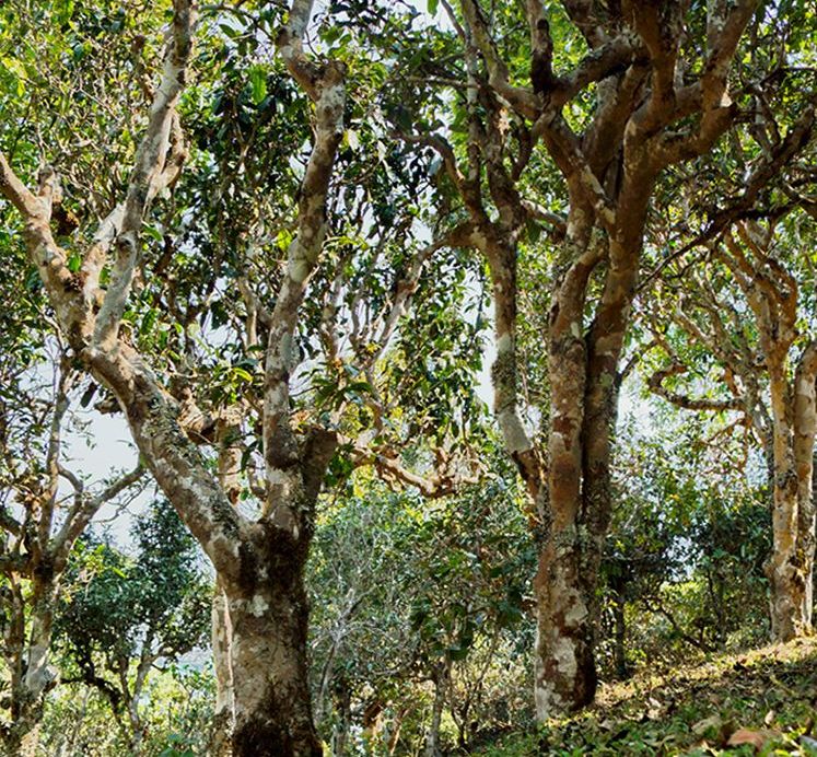 2022年蠻磚瓦龍古樹春茶價(jià)格？