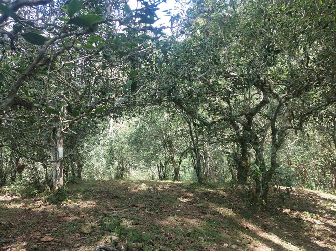 2022年革登古樹春茶多少一公斤？