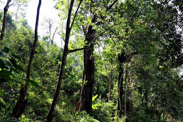 2022年革登古樹春茶，可飲可藏的絕佳茶品