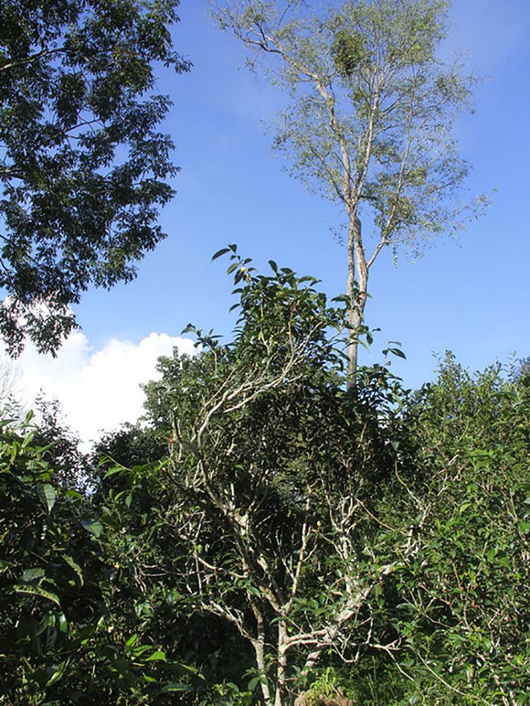 2022年莽枝古樹春茶口感？