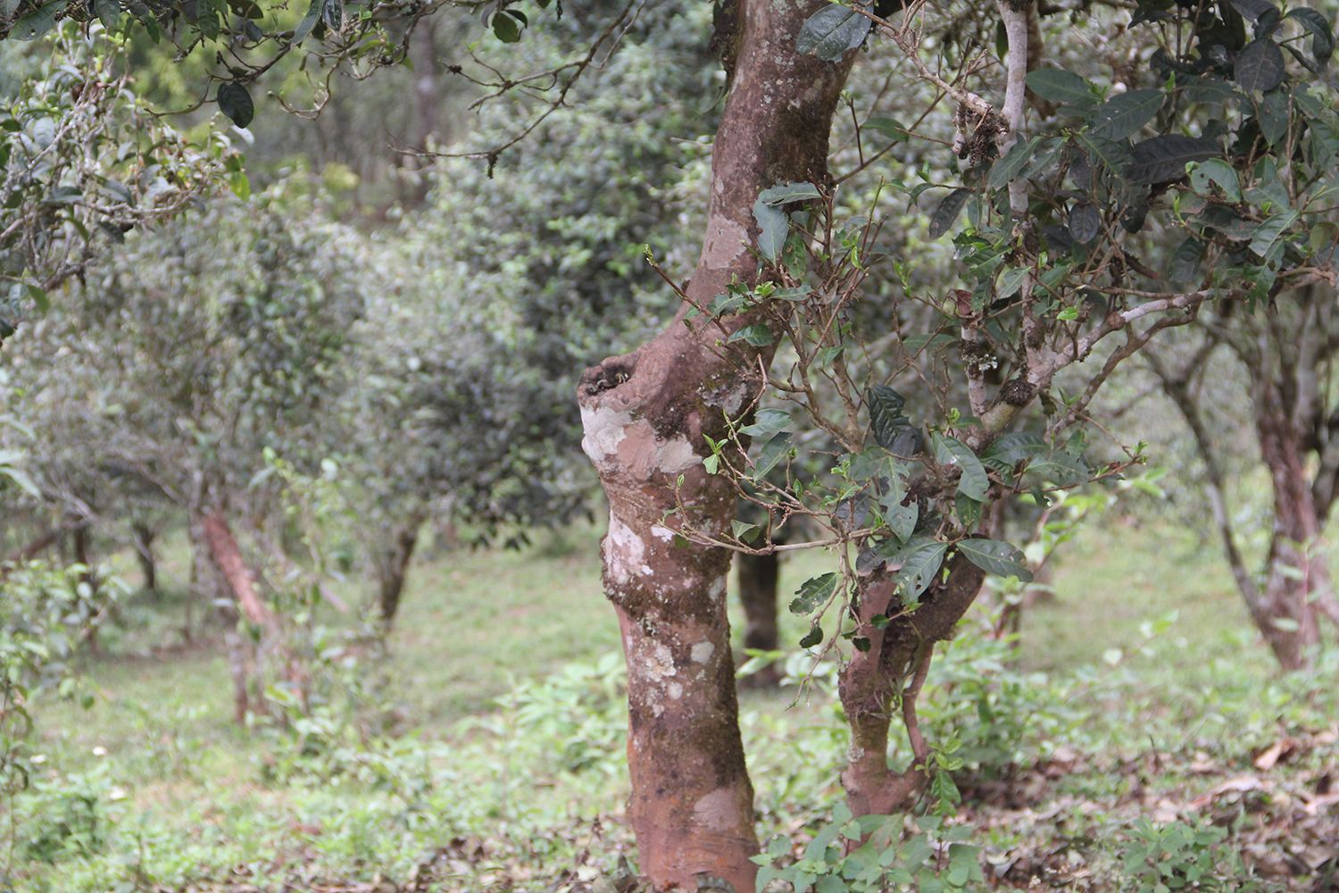 2022年莽枝古樹春茶價(jià)格？