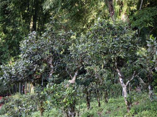 2022年攸樂(lè)古樹(shù)春茶特點(diǎn)？