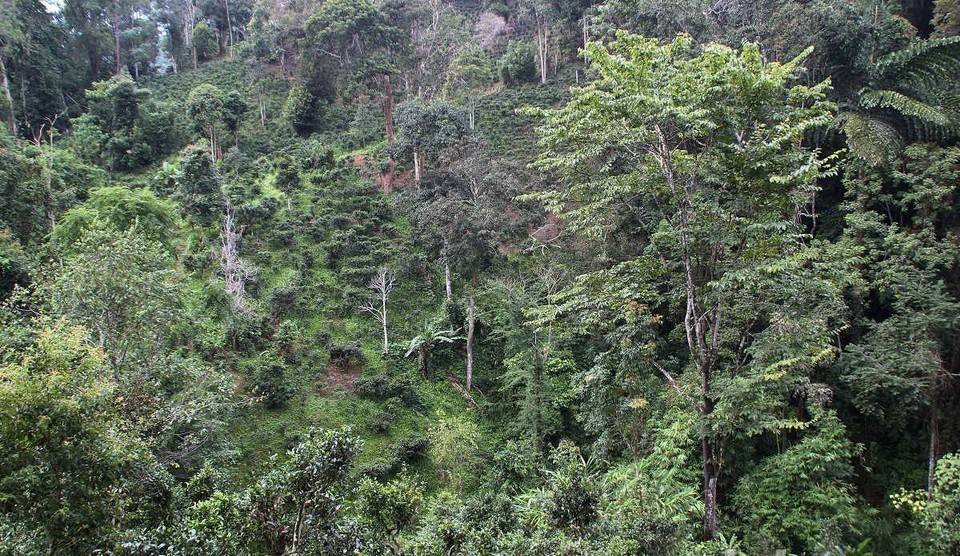 2022年攸樂(lè)古樹(shù)春茶價(jià)格？