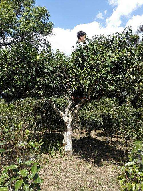 2022年攸樂(lè)古樹(shù)春茶多少錢(qián)一公斤？