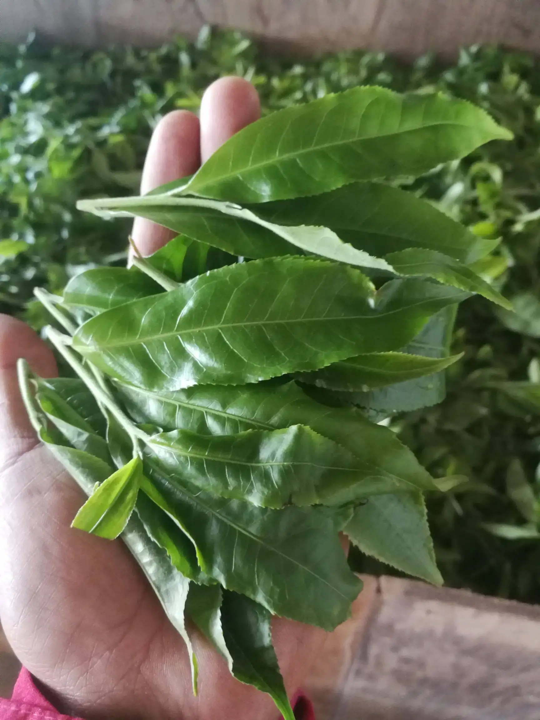 2022年易武曼秀古樹(shù)春茶價(jià)格？