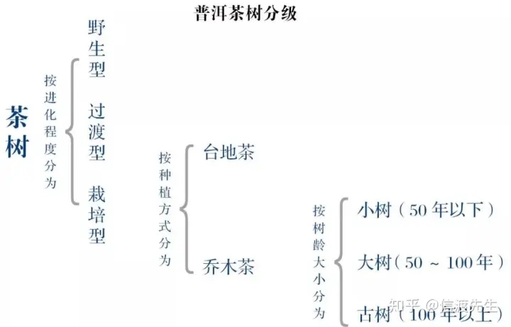 2022年按順序排列普洱茶樹(shù)等級(jí) 怎么分？