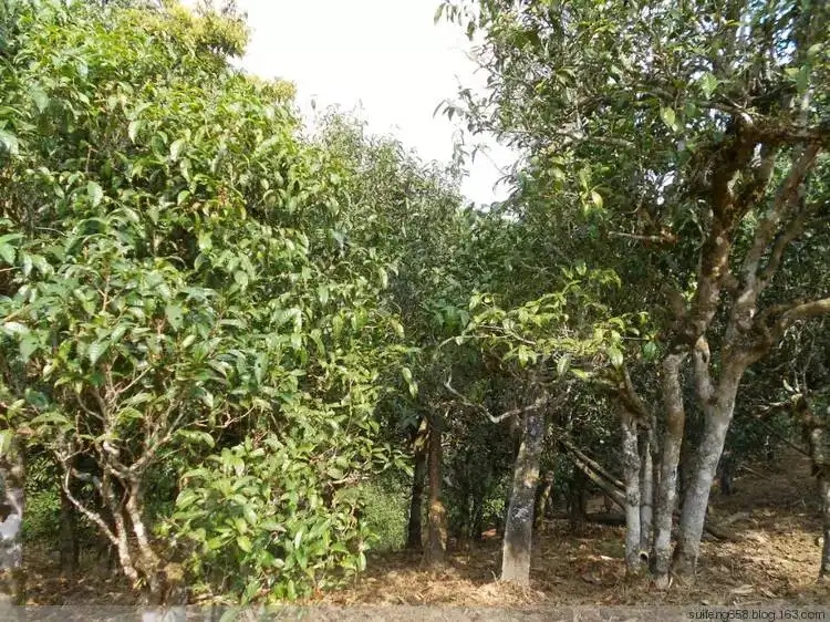 普洱茶山野味怎么解釋？