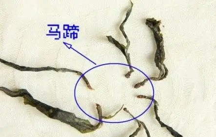 馬蹄竟然還能喝？普洱茶里的馬蹄你有了解過嗎？