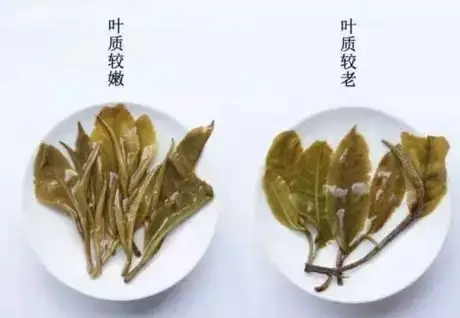 生普？熟普？如何挑選一款普洱茶？