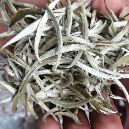 遇見月光白之美，存放四年云南古樹白茶