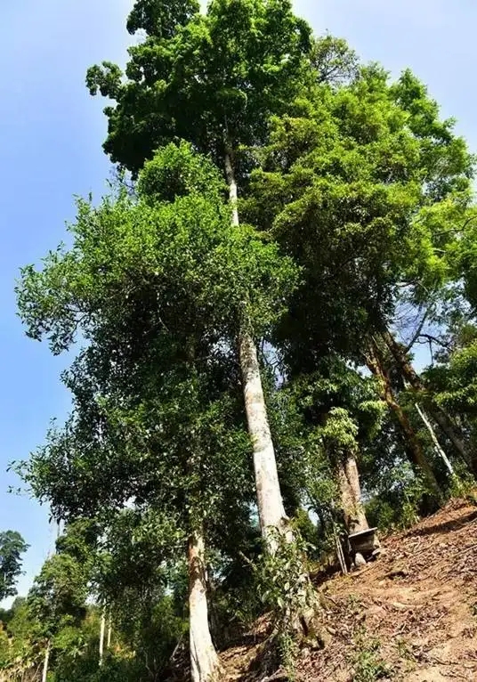 普洱茶概念中的“國有林”、“高桿古樹”是怎么樣的存在？