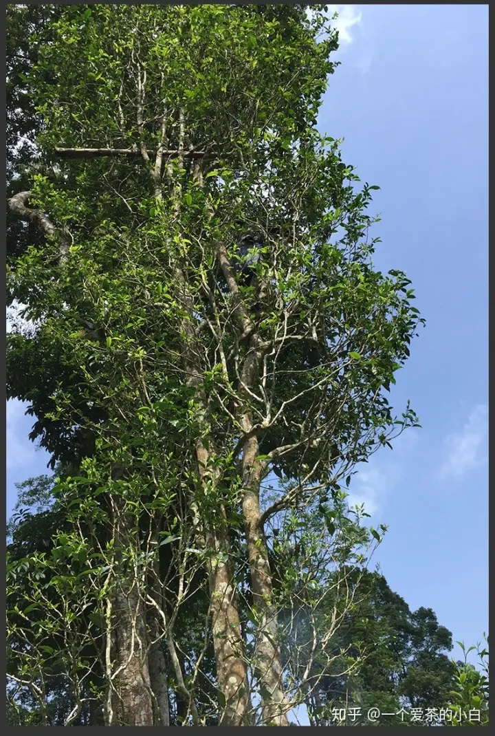 高桿古樹做成的普洱茶，憑什么紅遍大江南北？