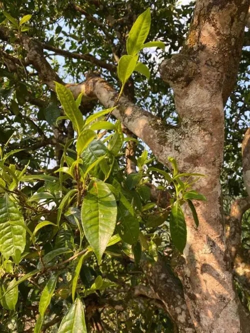 易武高桿 普洱長(zhǎng)頸？