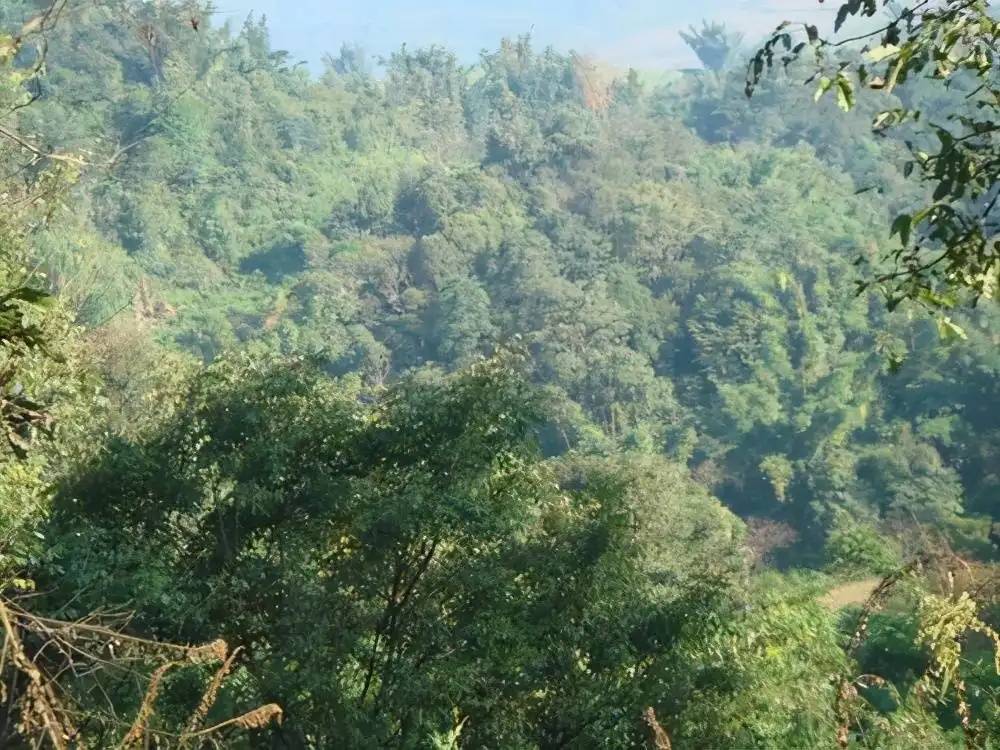 茶山紀(jì)實(shí)：再進(jìn)犀牛塘，不一樣的感覺；菁瑤可以預(yù)見的豐收年