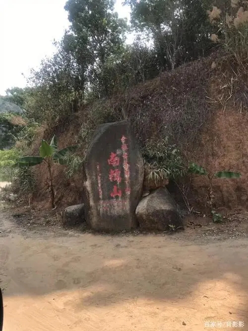 古茶第一村”，你見過這樣的茶樹嗎？