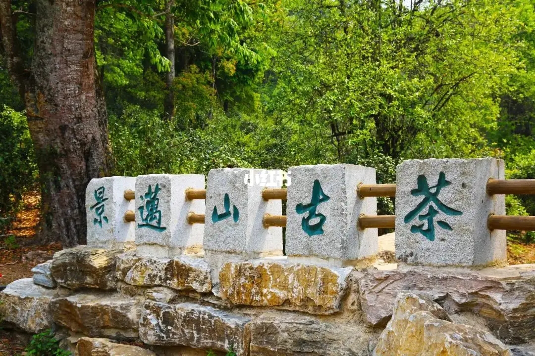 普洱茶的年份：新茶、老茶、中期茶、印級茶、古董茶