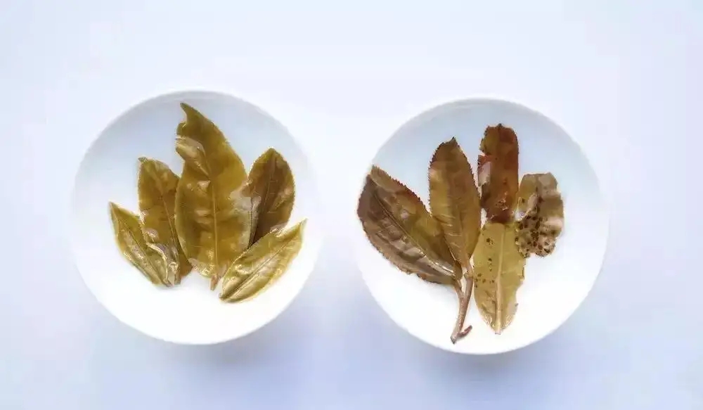 普洱茶的九種山寨版本，喜歡普洱茶的一定要看