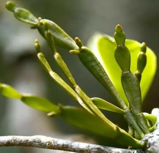 “螃蟹腳”是什么？