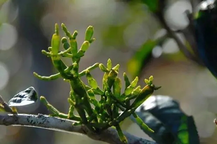 什么是螃蟹腳？茶界的螃蟹腳可能和你想的不一樣！