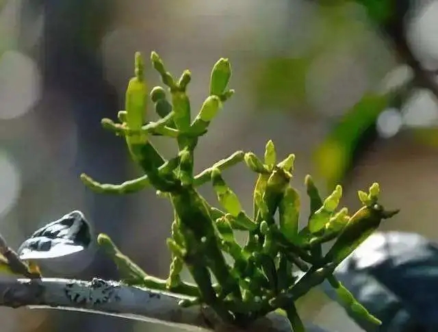 一節(jié)螃蟹腳，勝過冬蟲和夏草