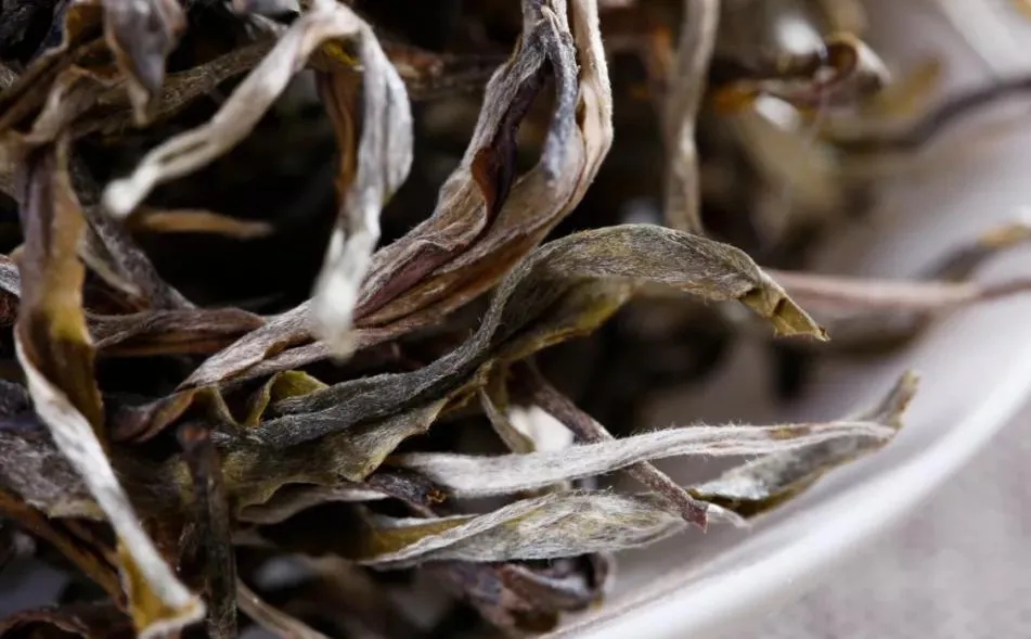 普洱茶樹生長的海拔越高，品質(zhì)就越好嗎？