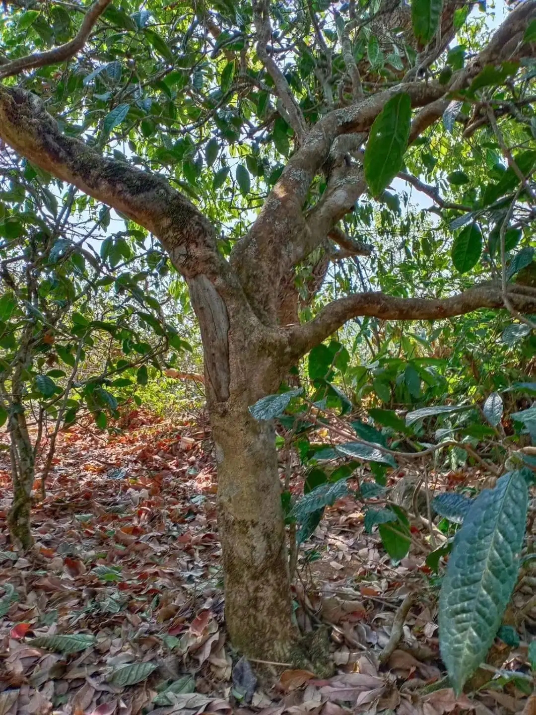 一山一韻，普洱茶的山韻