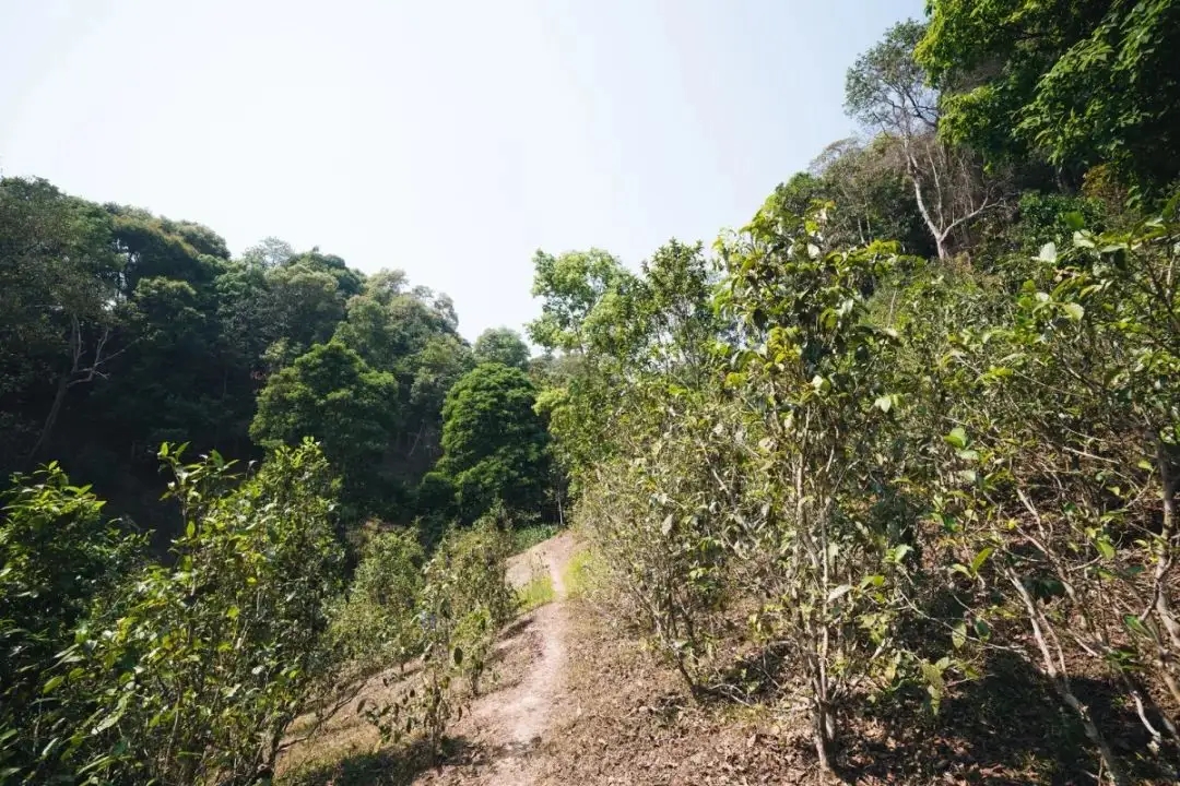 易武荒韻， 秘境白茶園
