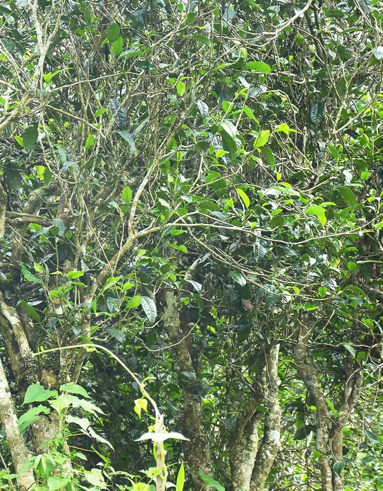 香竹箐：千年的觸摸，穿越時空的證明