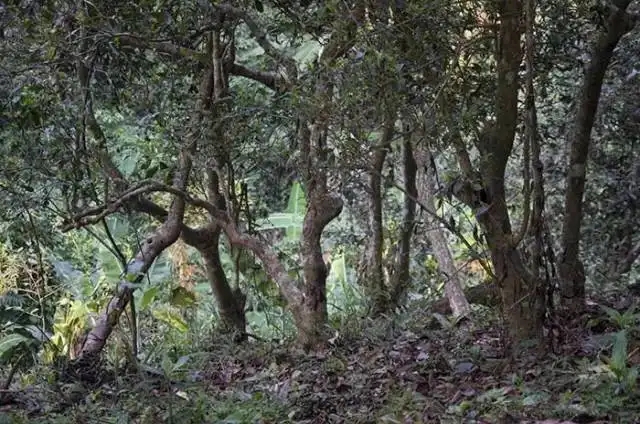 一山一味，山頭茶存在的意義究竟是什么？