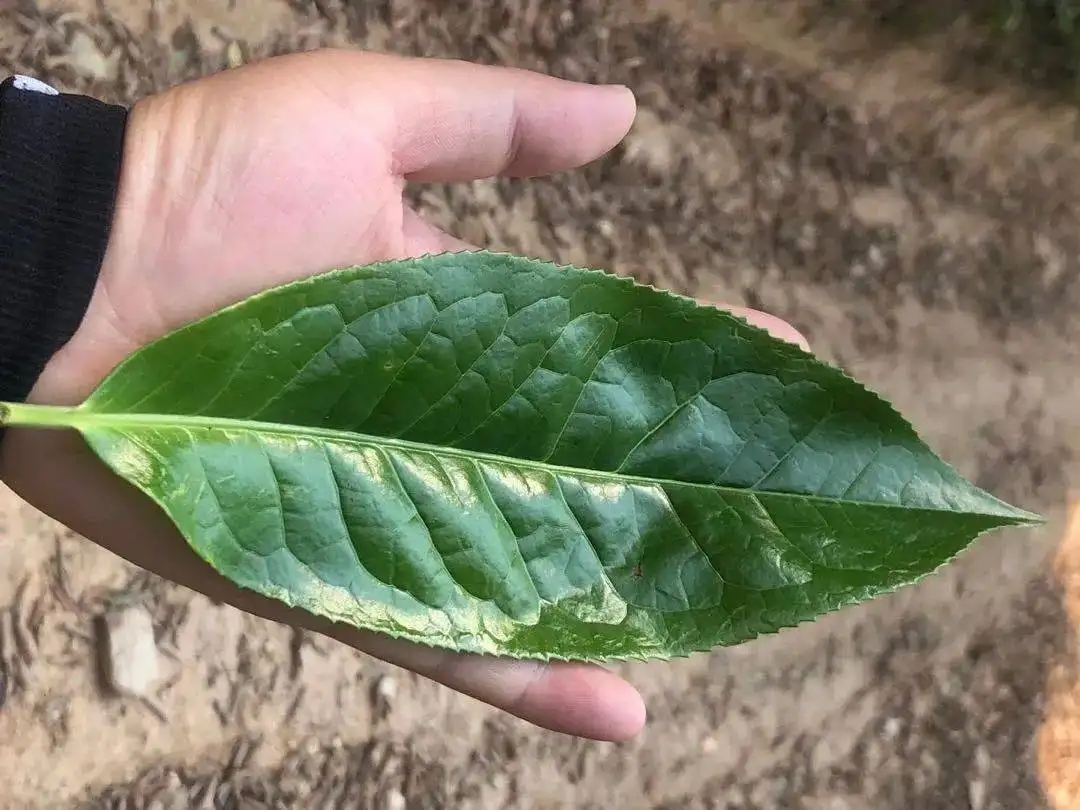 【茶百科】勐庫(kù)大葉種的適制性。