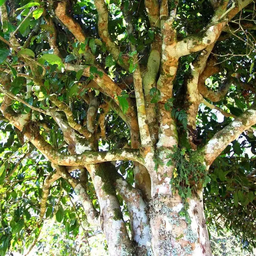 來自易武秘境的至味臻品！氣韻強(qiáng)勁，余韻深邃，一口喚醒你的味蕾~