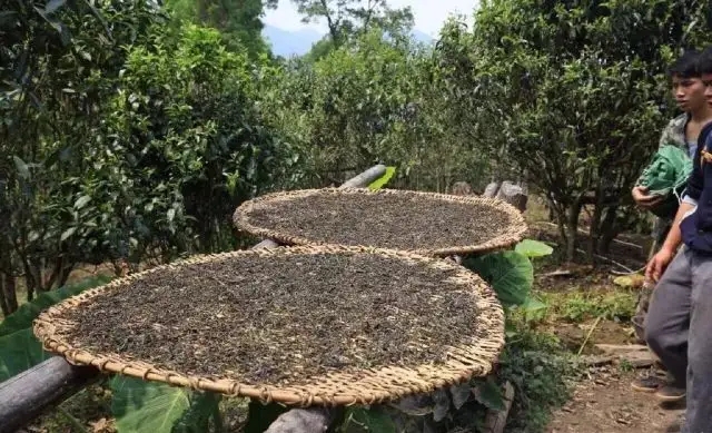 顛覆認知！普洱茶的傳統(tǒng)工藝究竟是什么？