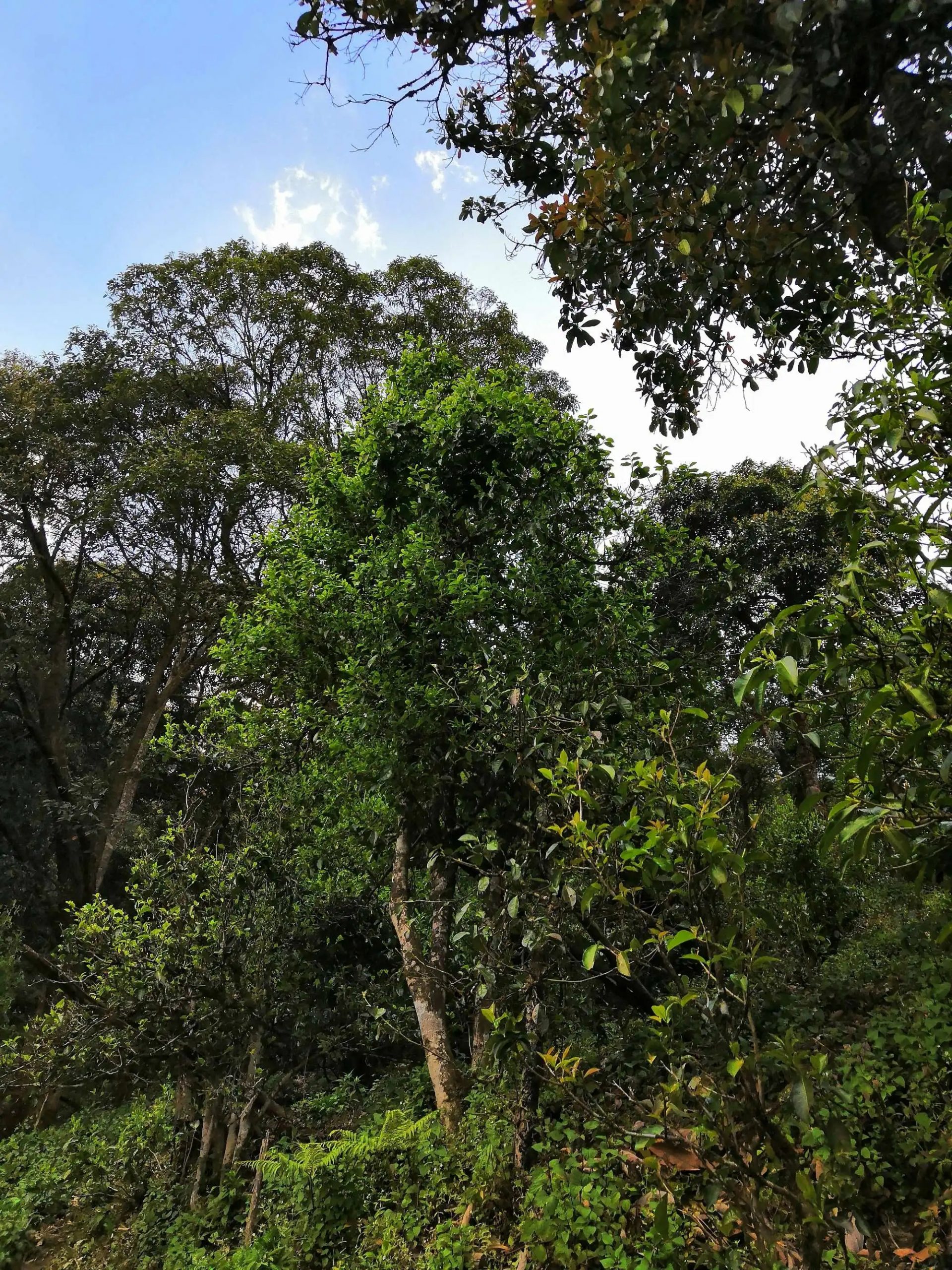 古樹茶的市場，未來該如何發(fā)展？