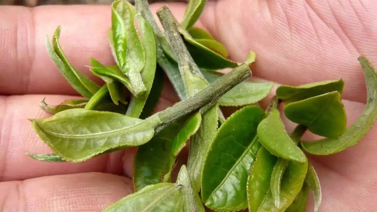 云南大葉種曬青毛茶，是什么茶？