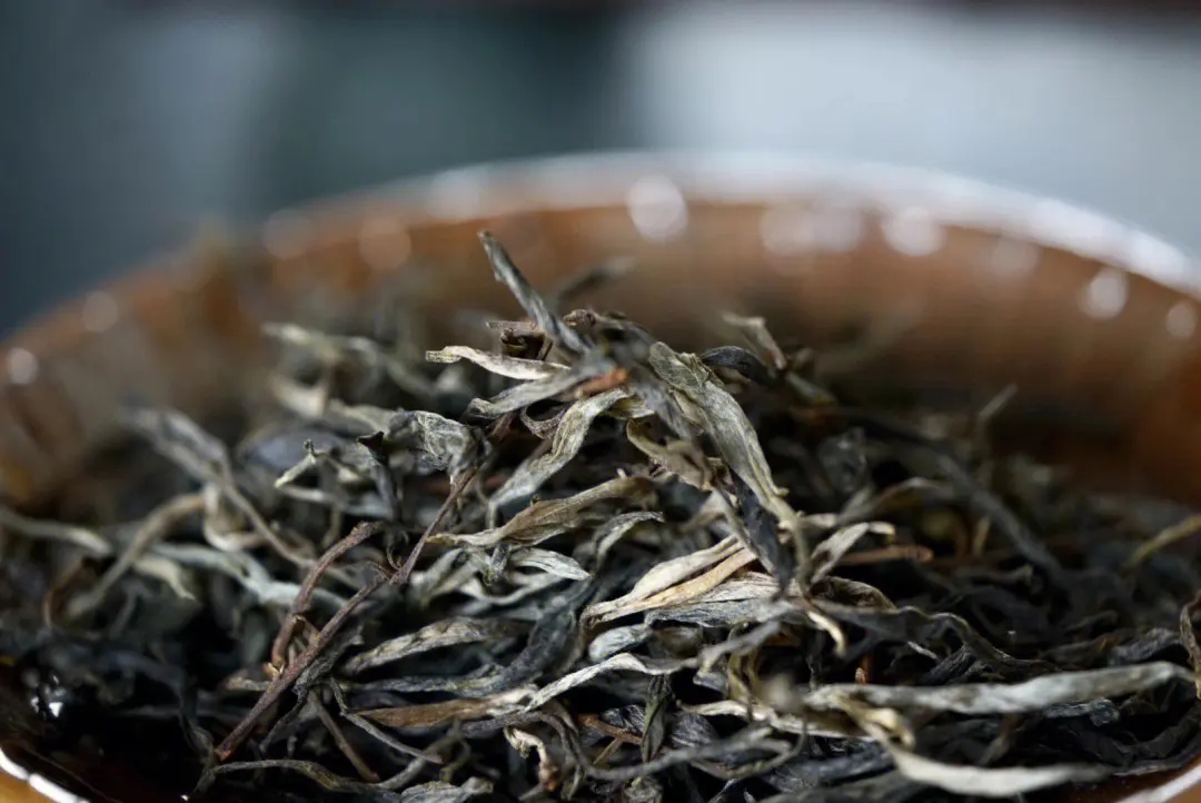 2023年老班章古樹(shù)春茶口感！