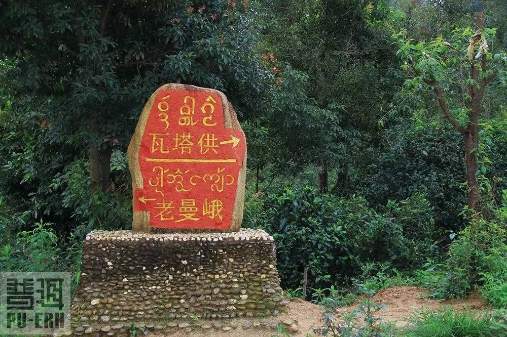 2023年老曼峨古樹(shù)春茶特點(diǎn)是什么？