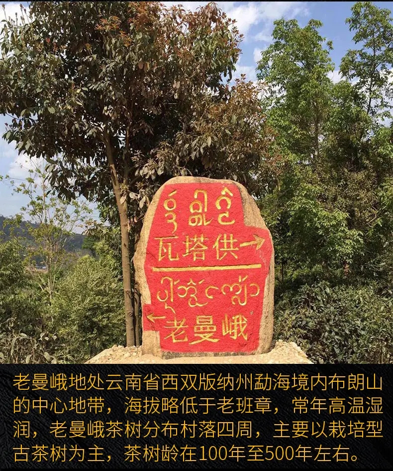 2023年老曼峨古樹(shù)春茶口感？