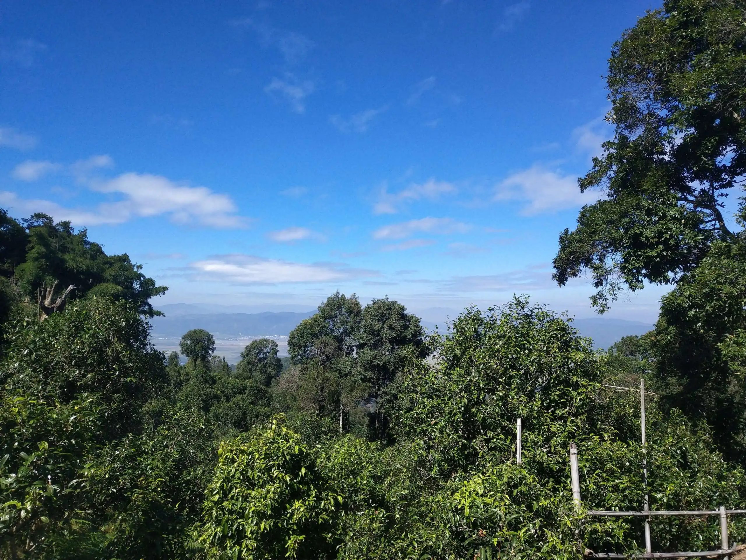 2023年廣別老寨古樹(shù)春茶特點(diǎn)是什么？