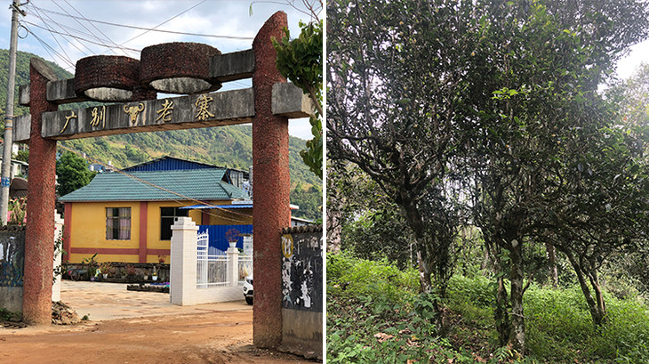 2023年廣別老寨古樹(shù)春茶多少錢(qián)一公斤？