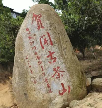 2023年賀開(kāi)古樹(shù)春茶品質(zhì)如何？