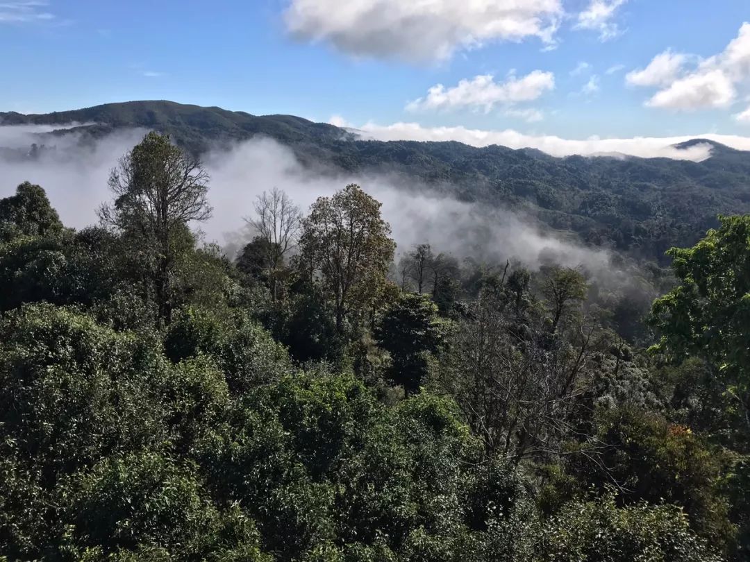2023年賀開(kāi)古樹(shù)春茶特點(diǎn)是什么？
