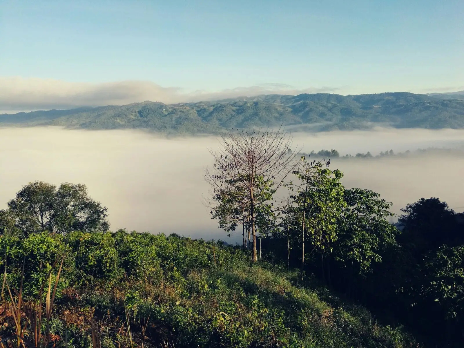 2023年賀開(kāi)古樹(shù)春茶價(jià)格是多少？