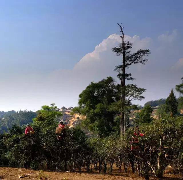 2023年賀開古樹春茶多少錢一公斤？