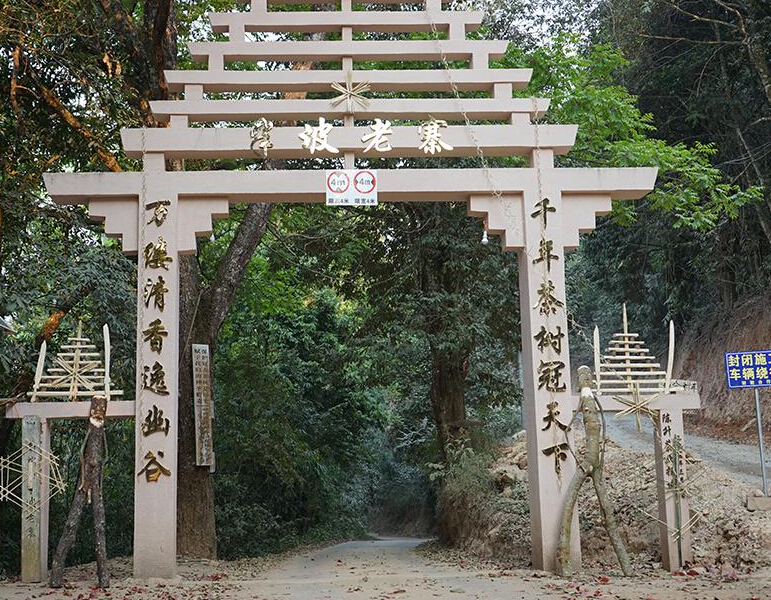 2023年半坡老寨古樹春茶品質(zhì)？