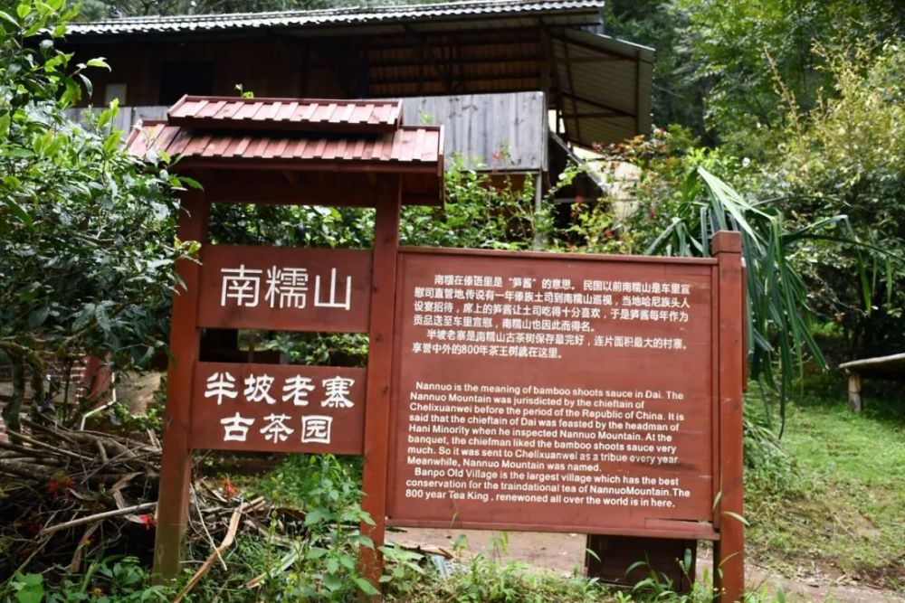 2023年半坡老寨古樹春茶口感是什么？