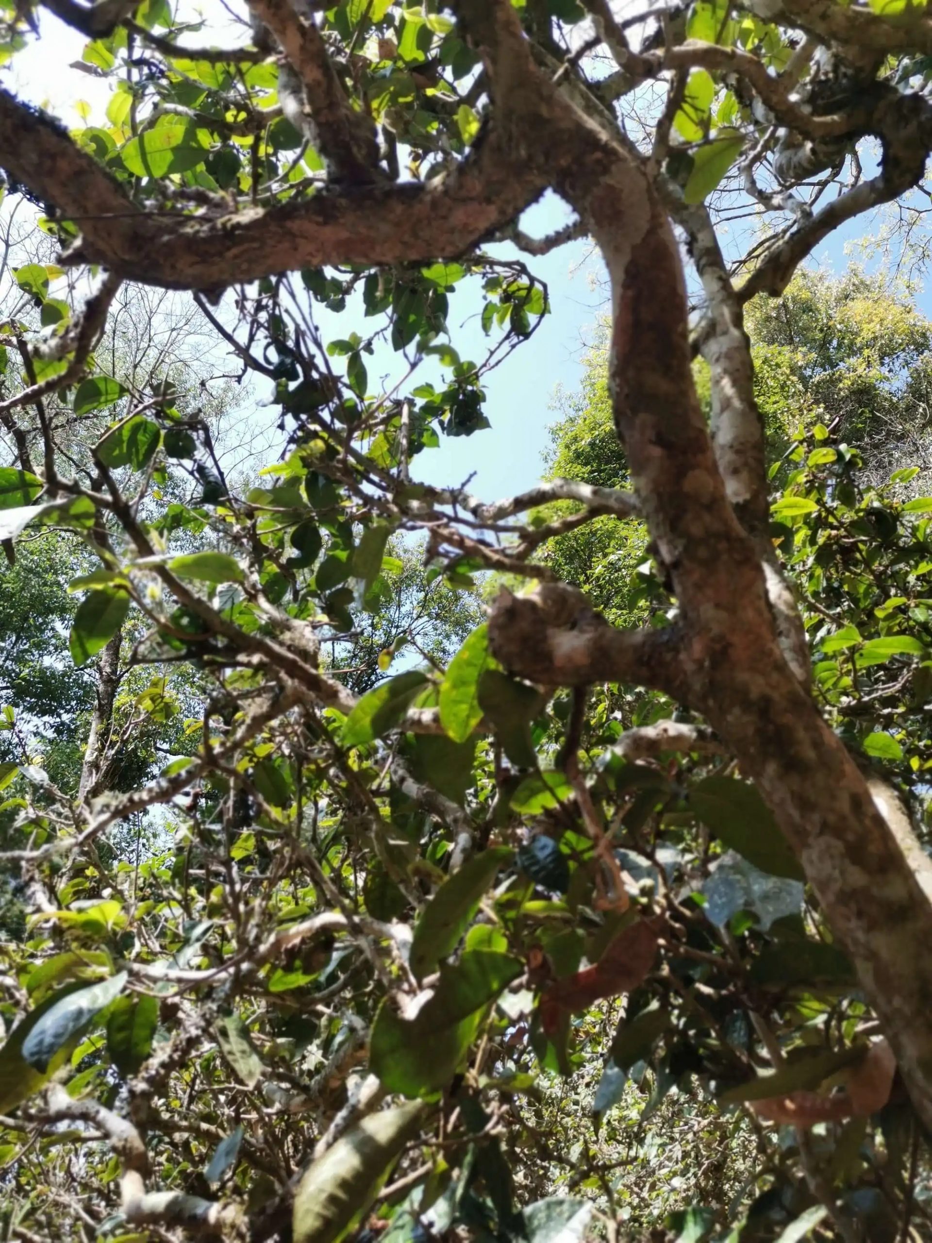 2023年那卡古樹春茶特點是什么？