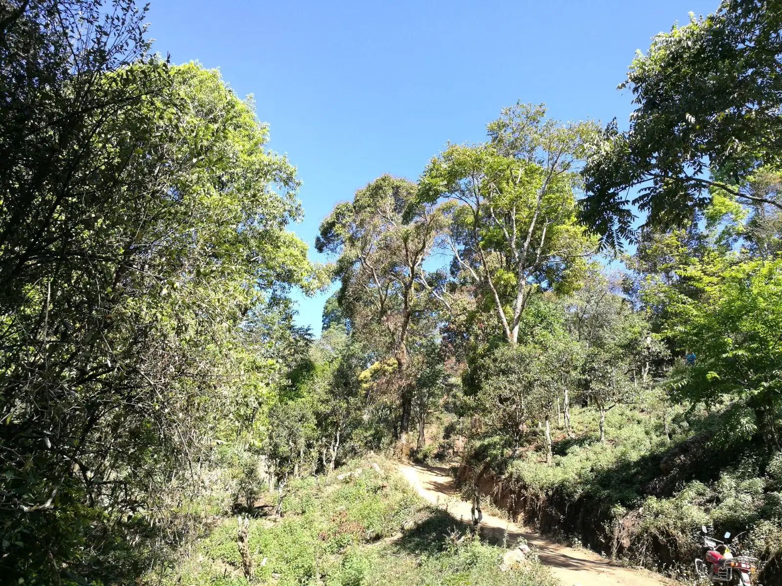 2023年保塘老寨古樹春茶口感是什么？